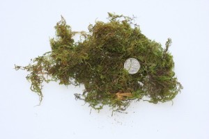 Green moss size (723 x 482)