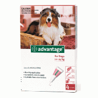 Advantage for Dogs (10-25kg) 4 pipettes